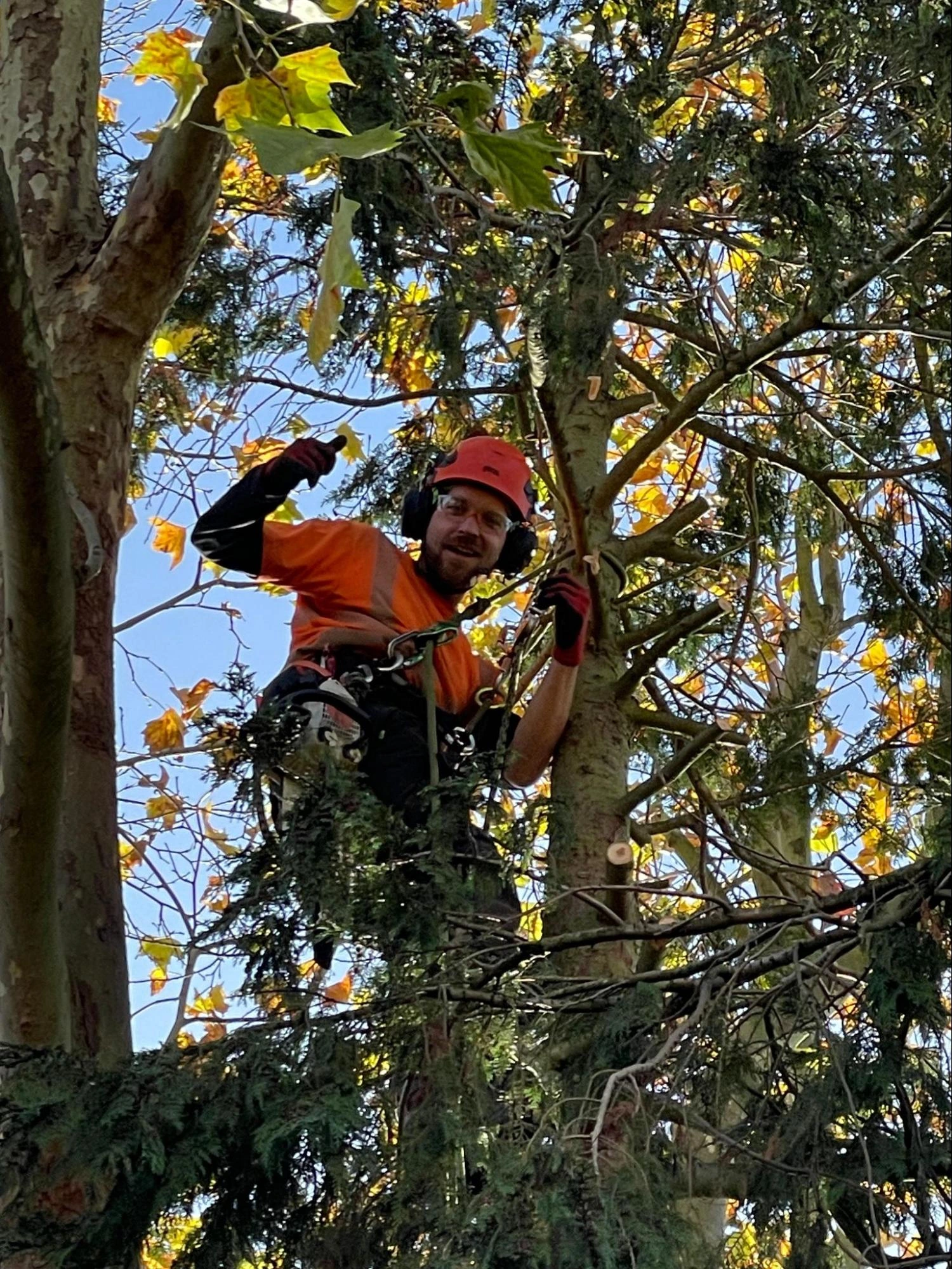 Galleywood Tree Care Experts